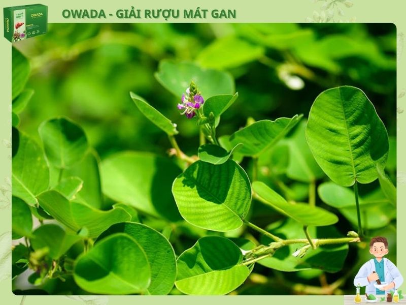 Owada - Một công giải rượu, ba công trị bệnh Kim Tiền Thảo đào thải chất độc, giảm gánh nặng cho gan