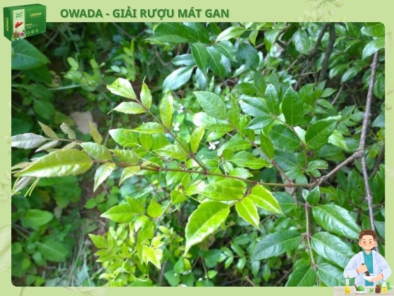 Owada - Một công giải rượu, ba công trị bệnh Loại thảo dược quý chè dây giảm ợ nóng, đầy hơi rất tốt