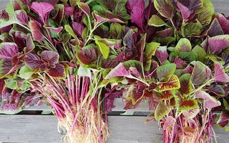 10 loại rau thải độc gan, mát gan, thanh lọc cơ thể hiệu quả rau thải độc gan hiệu quả