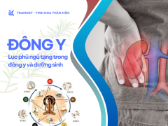 luc-phu-ngu-tang-trong-dong-y