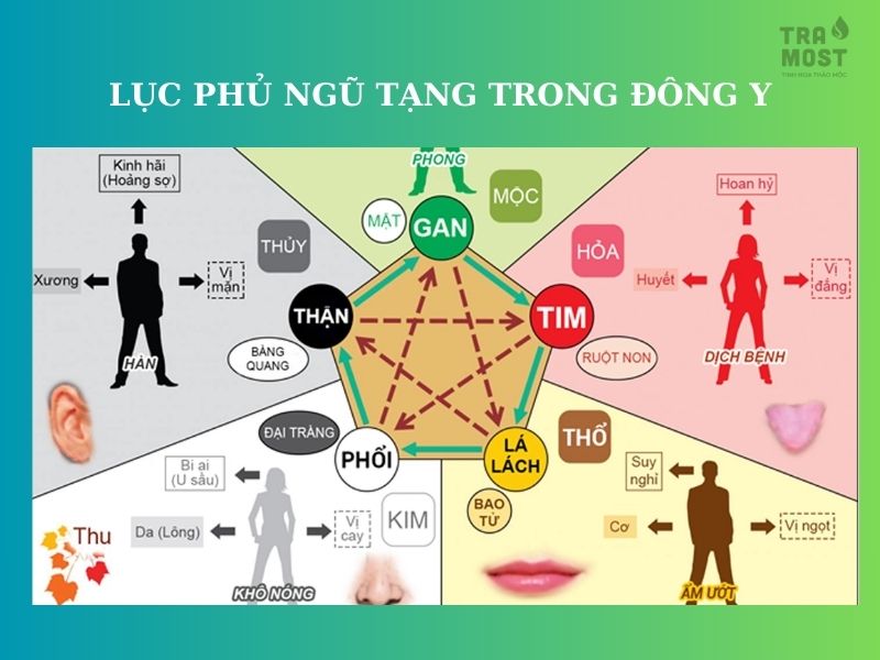 luc phu ngu tang trong dong y 1