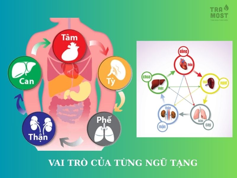 luc phu ngu tang trong dong y 2