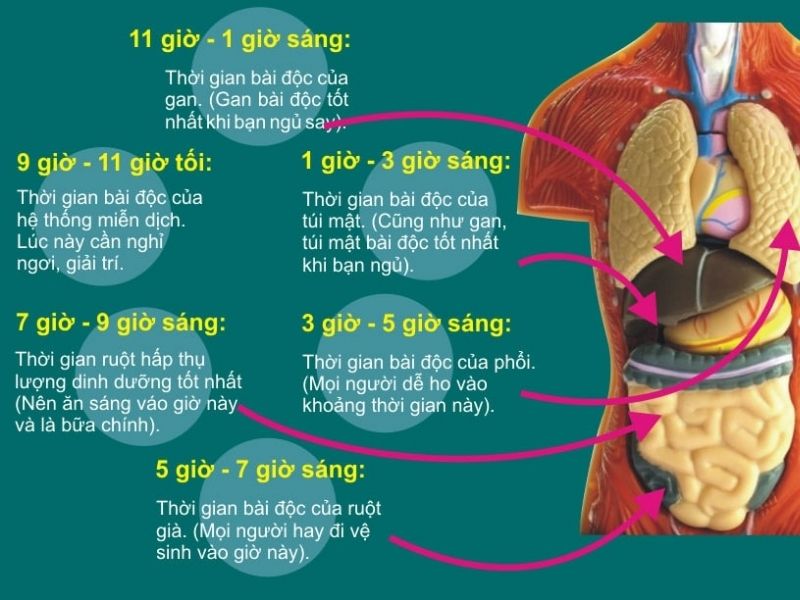 luc phu ngu tang trong dong y 3