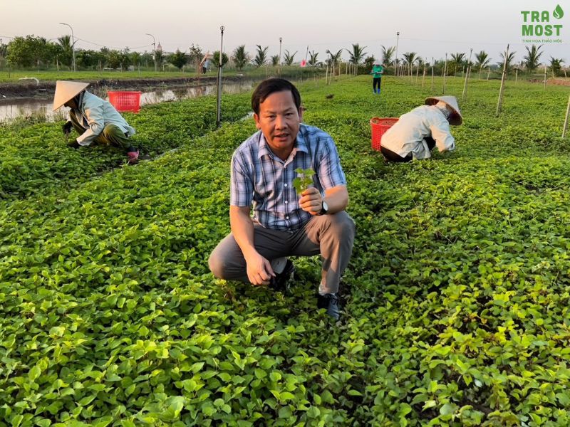 Quân - Thần - Tá - Sứ trong Y học Cổ truyền – Bí quyết phối dược tinh hoa Tramost sử dụng các loại dược liệu trên vùng dược liệu Nam Định