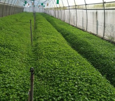 vùng nguyên liệu chuẩn vietgap vùng nguyên liệu chuẩn vietgap